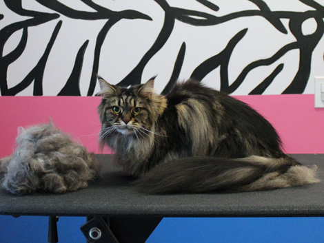 Maine Coon cat after grooming