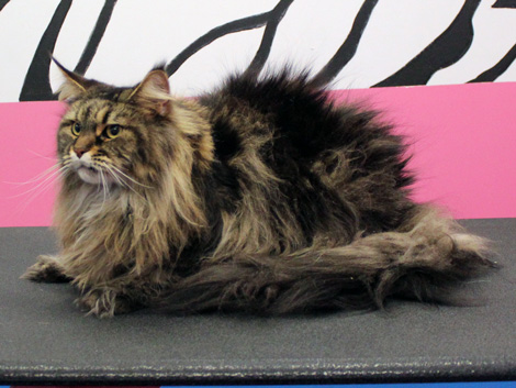 Maine Coon cat before grooming