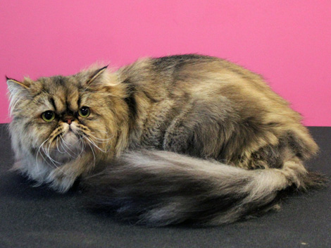 Persian cat after grooming