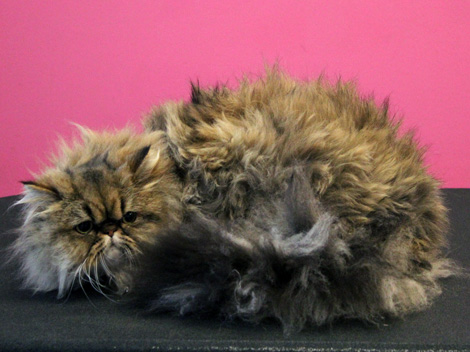 Persian cat before grooming