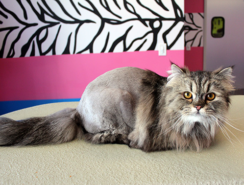 Maine Coon after grooming in a lion trim
