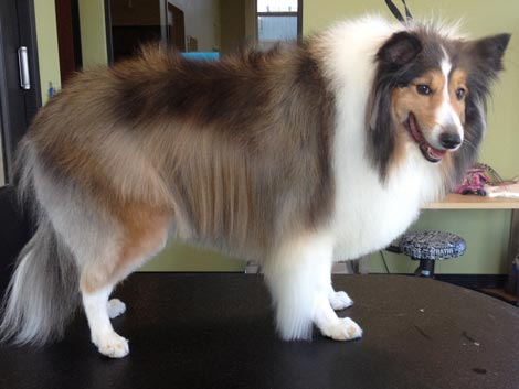 Comb out and neaten after using a shetland sheepdog