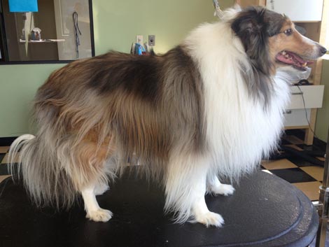 Comb out and neaten before using a shetland sheepdog