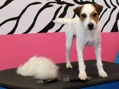 Jack Russell Terrier after hand stripping