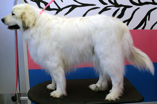 Bath and brush out after using a great pyrenees