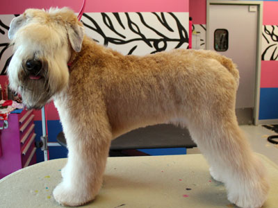 Soft coated Wheaton Terrier