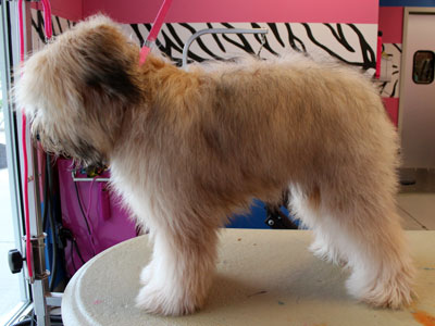 Soft coated Wheaton Terrier