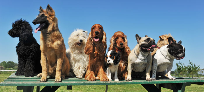 A group of dogs sitting on a park bench