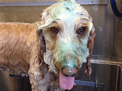 Golden doodle getting bathed with a blueberry facial