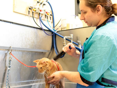 Misty Gieczys bathing a short hair tiger tabby cat with the Sav Ur Fur system
