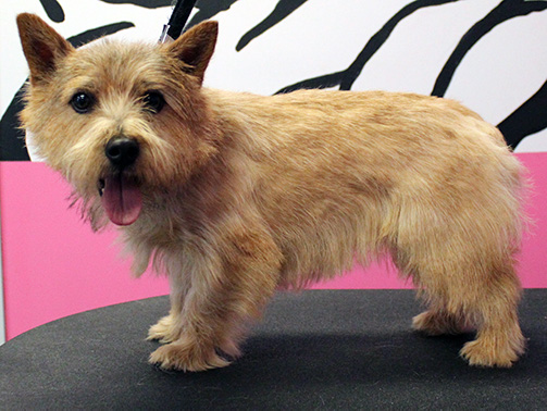 Full hair cut after using a Norwich Terrier