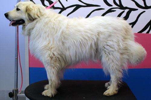 Bath and brush out before using a great pyrenees