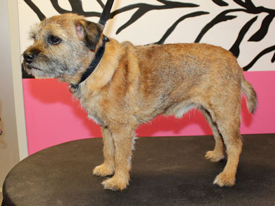 Border Terrier after hand stripping; rolled coat example